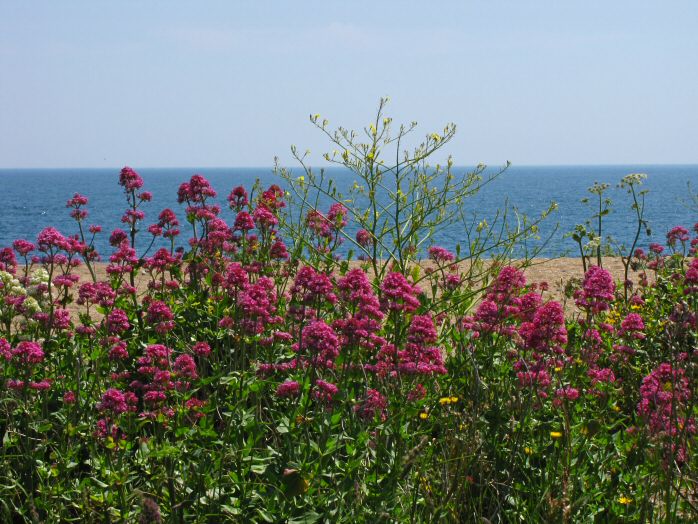 Shingle Beach - Valerian