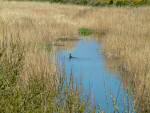 Slapton Ley