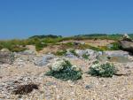 Slapton Landscape