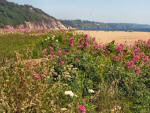 Slapton Landscape