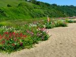 Slapton Landscape